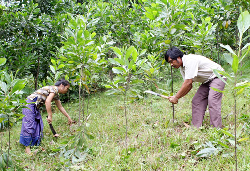 Kế hoạch triển khai trồng rừng năm 2018