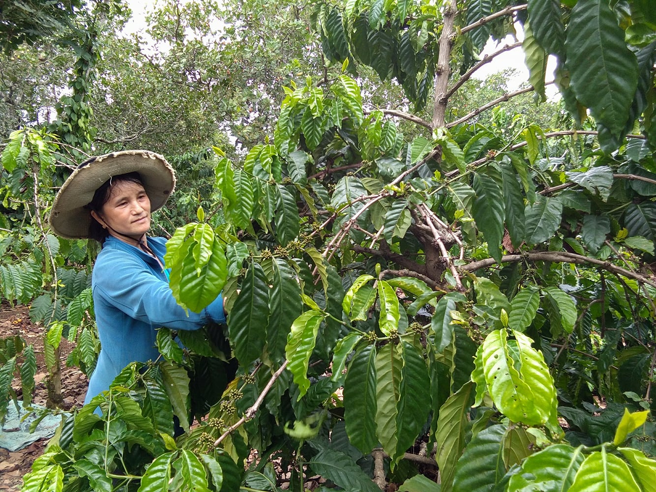 Người phụ nữ giàu nghị lực- hiện thực hóa ước mơ thoát nghèo từ vốn vay ưu đãi