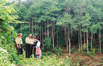 Hỗ trợ trồng rừng tới 10 triệu đồng/ha