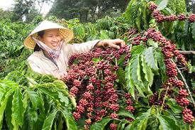 Quyết định thành lập Ban Chỉ đạo và Tổ thư ký giúp việc cho Ban Chỉ đạo Đề án Phát triển cà phê bền vững trên địa bàn tỉnh
