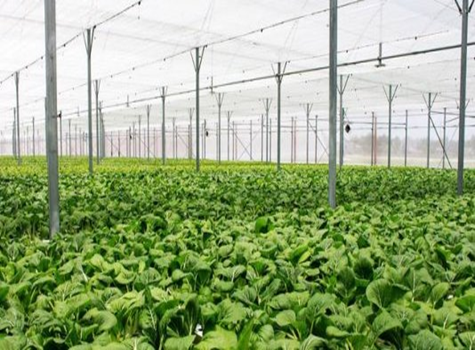Chính sách khuyến khích phát triển nông nghiệp hữu cơ
