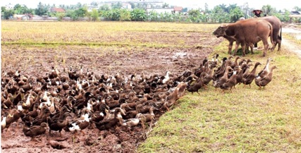 Thực hiện Công văn số 5983/BNN-TY ngày 06/8/2018 của Bộ Nông nghiệp và Phát triển nông thôn