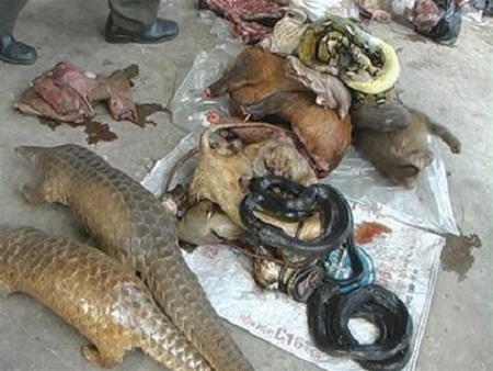 Triển khai dự án phòng chống săn bắt, buôn bán trái phép các loài động vật hoang dã tại tỉnh Đắk Lắk.