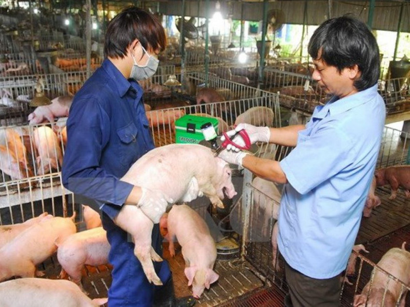 Tăng cường các biện pháp phòng, chống buôn lậu, vận chuyển, kinh doanh lợn, các sản phẩm từ lợn không rõ nguồn gốc.