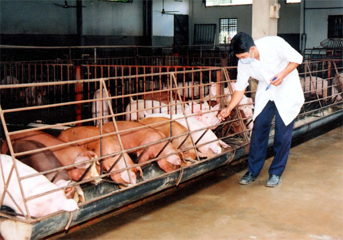 Chủ trương xây dựng Đề án “Vùng, cơ sở an toàn dịch bệnh đối với bệnh Lỡ mồm long móng (LMLM) và bệnh dịch tả trên Lợn (DTL) tại huyện Ea Kar giai đoạn 2018-2022.