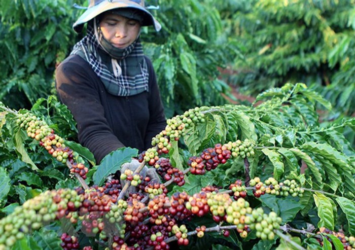 Xây dựng tiêu chí xác định sản phẩm chủ lực cấp tỉnh và sản phẩm đặc sản nông nghiệp địa phương