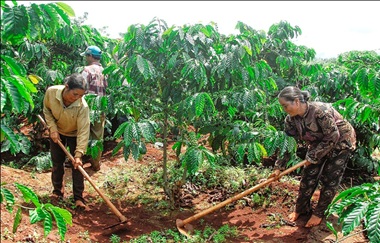 Cho vay tái canh cà phê phục vụ phát triển nông nghiệp, nông thôn