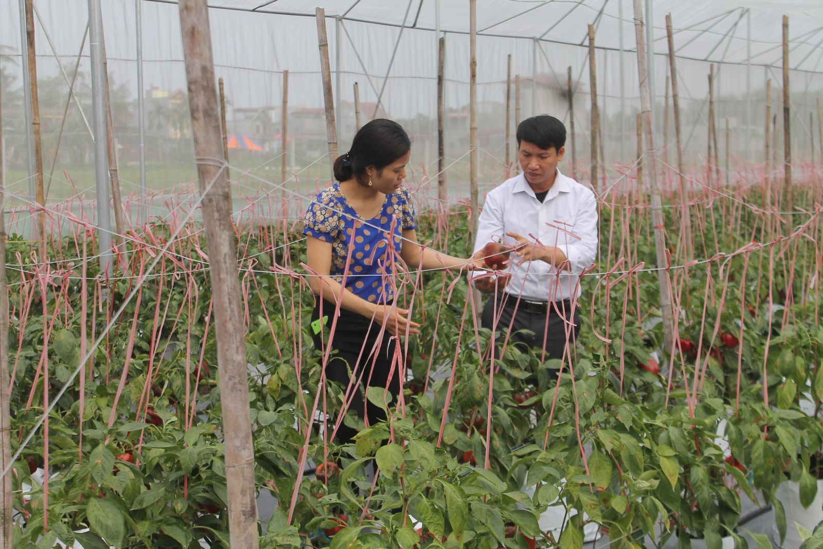 Sơ kết phong trào thi đua “Đổi mới, phát triển các Hợp tác xã nông nghiệp”