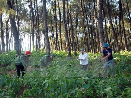 UBND chỉ đạo tăng cường quản lý rừng trên địa bàn tỉnh