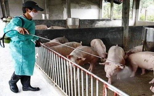 Tập trung triển khai quyết liệt các biện pháp phòng, chống dịch bệnh động vật sau Tết Nguyên đán Kỷ Hợi 2019