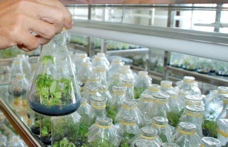 Triển khai Công văn số 547/BNN-KHCN ngày 24/01/2019 của Bộ Nông nghiệp và Phát triển nông thôn