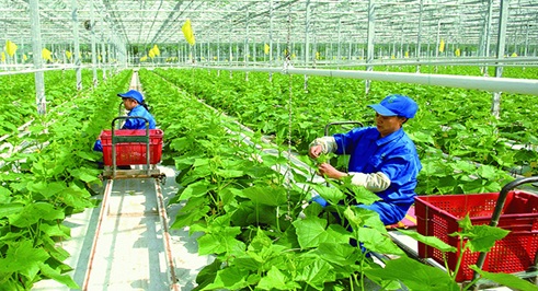 Cung cấp thông tin danh mục dự án kêu gọi đầu tư FDI vào lĩnh vực nông nghiệp, nông thôn giai đoạn 2019- 2025