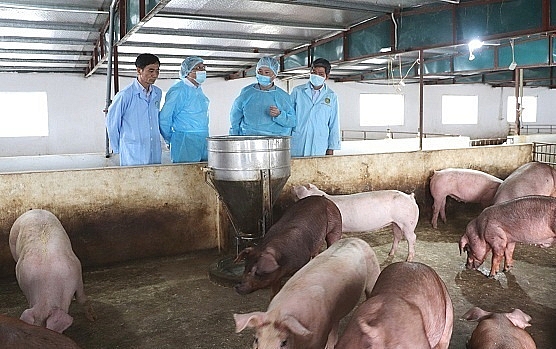 Thực hiện các giải pháp cấp bách phòng, chống dịch bệnh gia súc trên địa bàn tỉnh