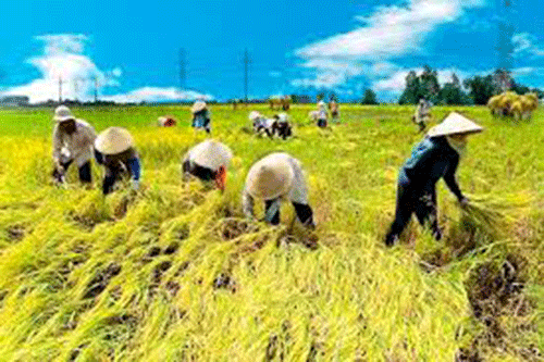 Xây dựng Chương trình hỗ trợ phát triển kinh tế tập thể, Hợp tác xã giai đoạn 2021 – 2025