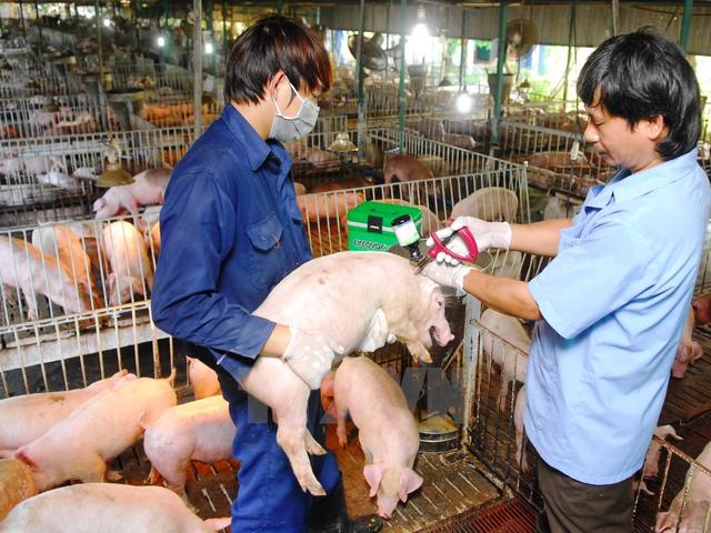 Quyết định về việc phê duyệt Kế hoạch tiêm phòng vắc xin Lở mồm long móng gia súc trên địa bàn tỉnh Đắk Lắk năm 2019.