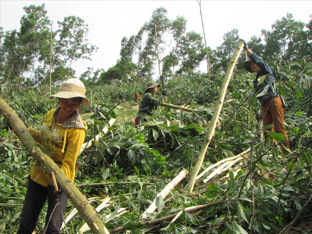 Đắk Lắk giá gỗ keo nguyên liệu tăng cao