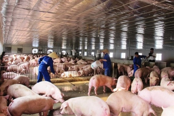 Tiếp tục triển khai quyết liệt công tác phòng, chống bệnh Dịch tả lợn Châu Phi