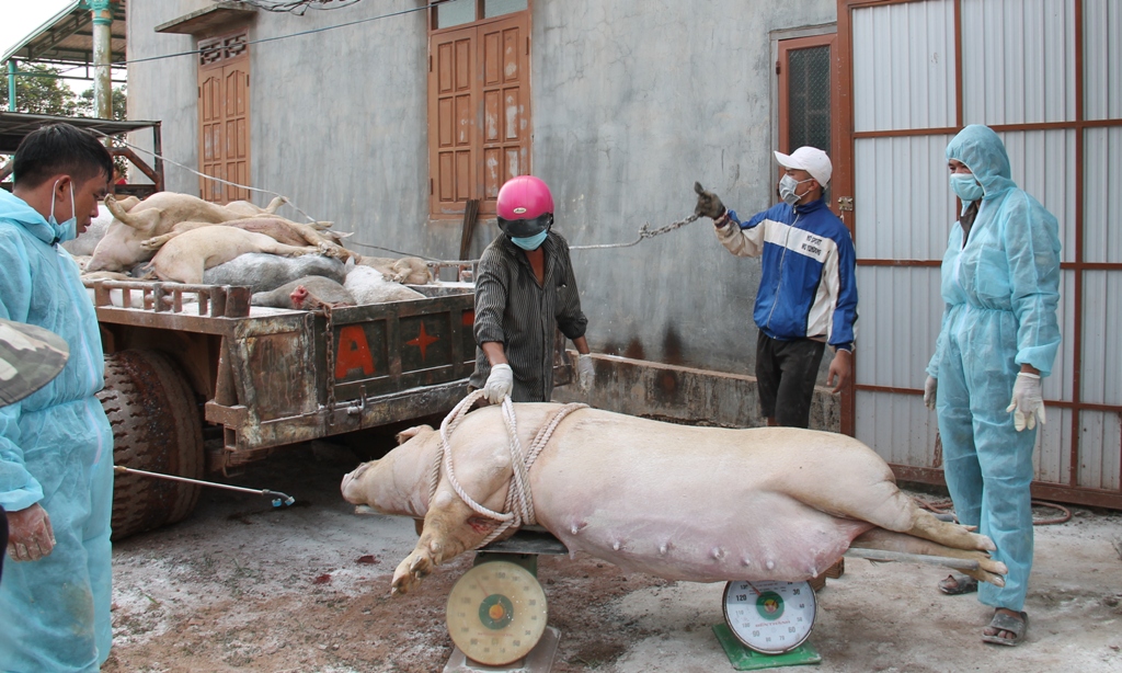 Tăng cường lãnh đạo, chỉ đạo thực hiện hiệu quả công tác phòng, chống, khống chế bệnh Dịch tả lợn Châu Phi