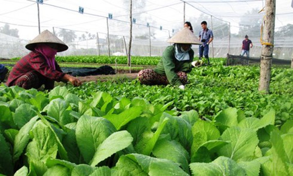 Chủ trương hợp tác triển khai Chương trình nông nghiệp hữu cơ.