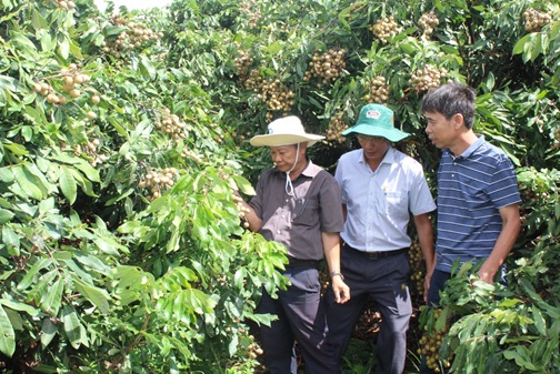 Sở NN&PTNT thẩm định công nhận cây đầu dòng nhãn tại xã EaPil (M’Đrắk)