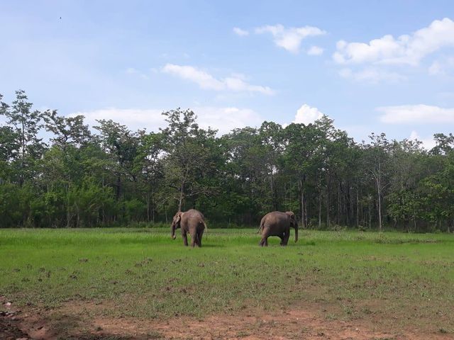 Anh Duong Co., Ltd.: Two domesticated elephants released back to the wild