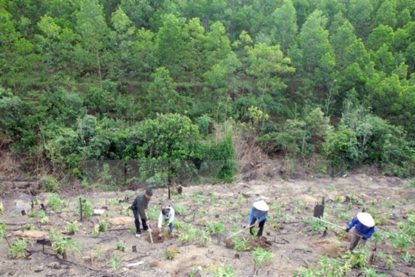 Thực hiện Công văn số 4405/BNN-TCLN ngày 25/6/2019 của Bộ Nông nghiệp và Phát triển nông thôn