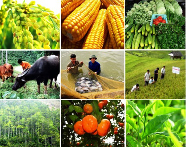 Triển khai Nghị quyết số 03/2019/NQ-HĐND ngày 10/7/2019 của HĐND tỉnh