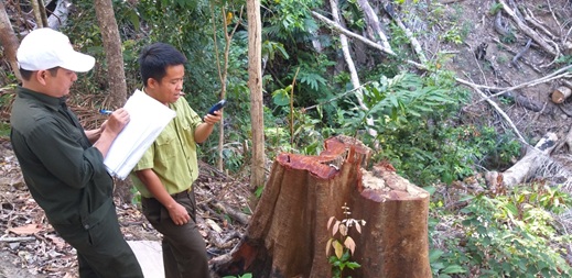 Kiểm tra, xác minh hiện trường vụ khai thác lâm sản trái phép tại xã Ea Trang huyện M’Đrắk