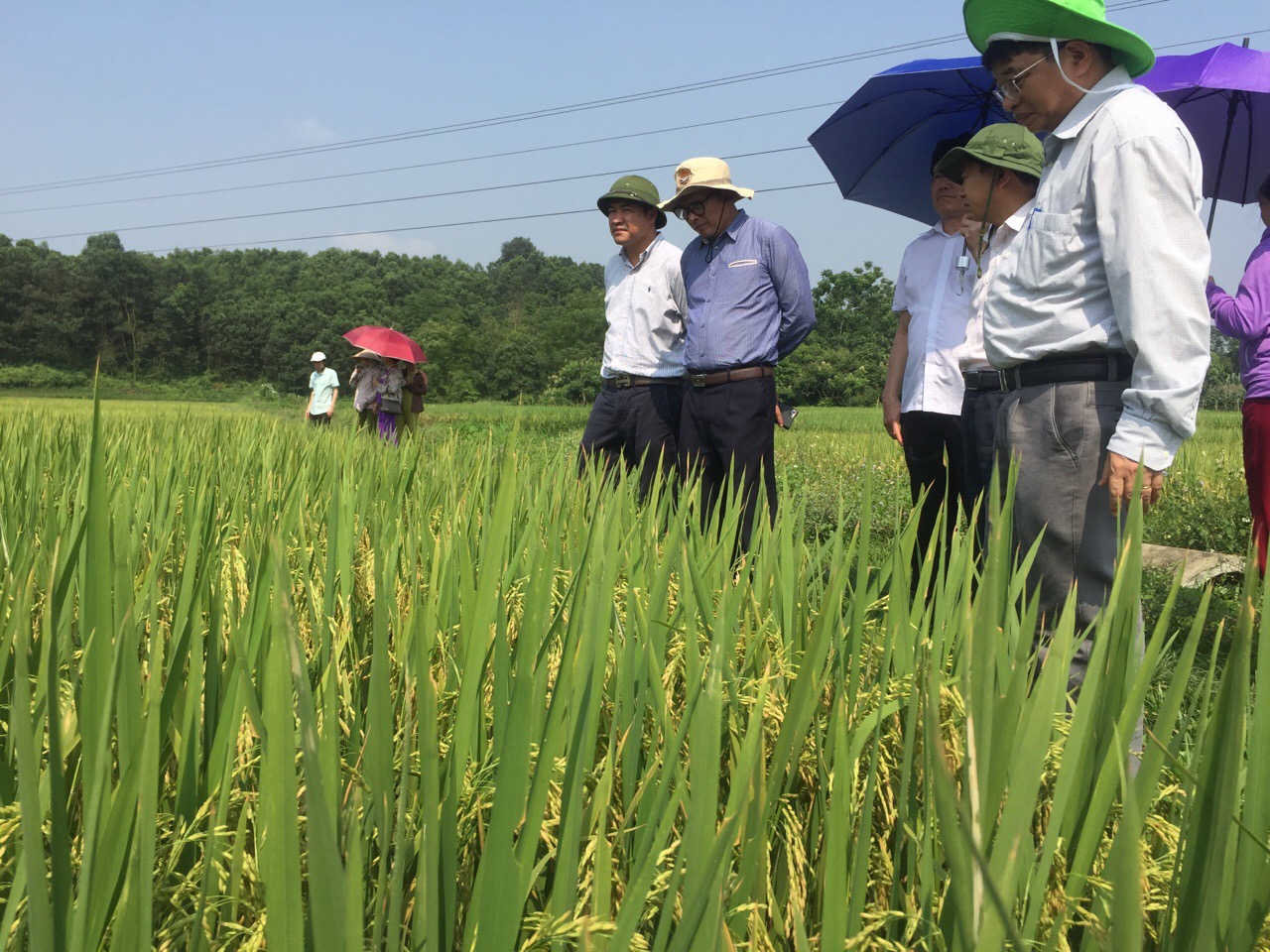 Thực hiện Thông tư số 17/2019/TT-BNNPTNT ngày 15/11/2019 của Bộ Nông nghiệp và Phát triển nông thôn