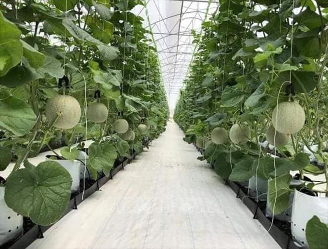 Báo cáo kết quả phát triển nông nghiệp ứng dụng công nghệ cao
