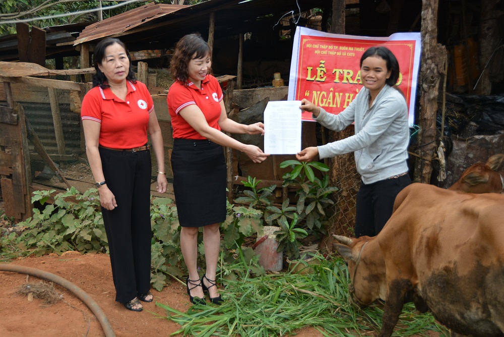 Hội Chữ thập đỏ thành phố Buôn Ma Thuột trao tặng bò sinh sản cho hộ nghèo tại buôn Nao B xã Ea Tu