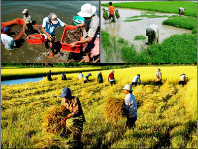 Kế hoạch thực hiện Chương trình số 37-CTr/TU, ngày 13/12/2019 của Tỉnh ủy về thực hiện Kết luận số 54-KL/TW ngày 07/8/2019 của Bộ Chính trị về tiếp tục thực hiện Nghị quyết Trung ương 7 khóa X về nông nghiệp, nông dân, nông thôn