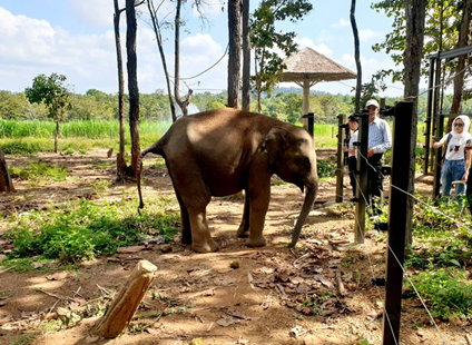 Đắk Lắk mời chuyên gia từ Nam Phi, Hà Lan để hỗ trợ cứu voi rừng bị thương