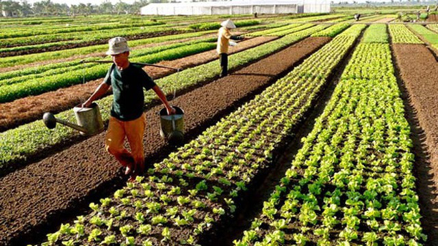 Quốc hội đồng ý miễn 7.500 tỷ đồng/năm thuế sử dụng đất nông nghiệp