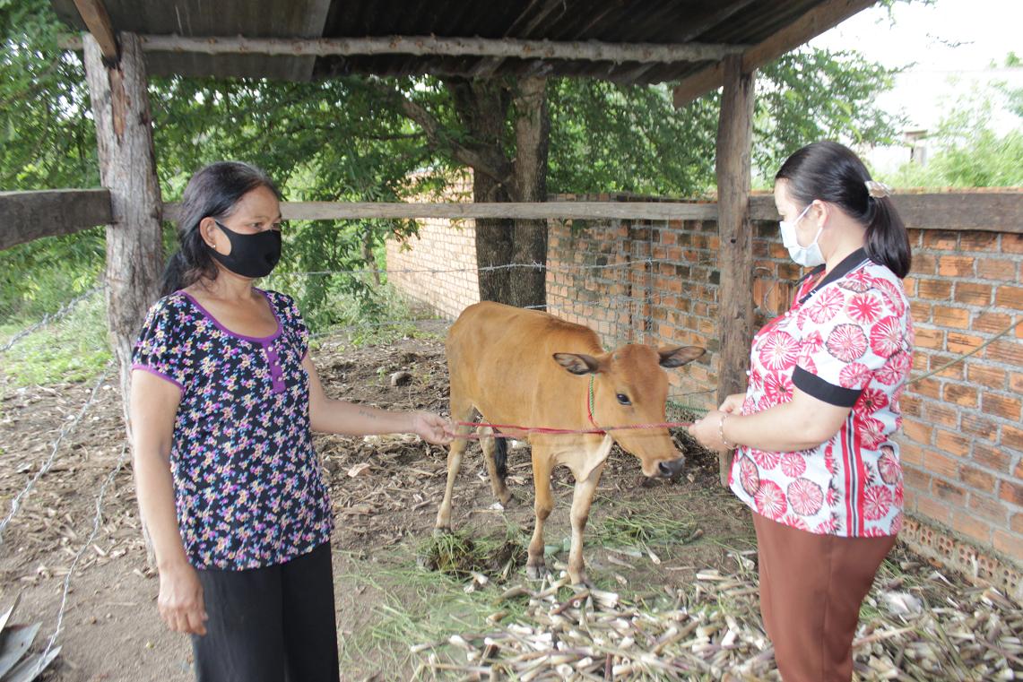 Hội Nông dân huyện Buôn Đôn trao tặng bò sinh sản cho hội viên nghèo