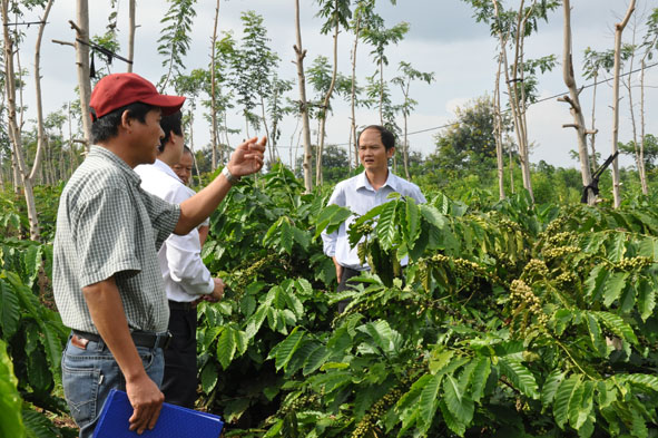 Đắk Lắk giải ngân nguồn vốn vay tái canh cà phê đạt 1.530 tỷ đồng