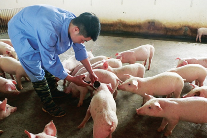 Quyết định phê duyệt Kế hoạch phòng, chống bệnh Lở mồm long móng (LMLM), giai đoạn 2021-2025 trên địa bàn tỉnh Đắk Lắk
