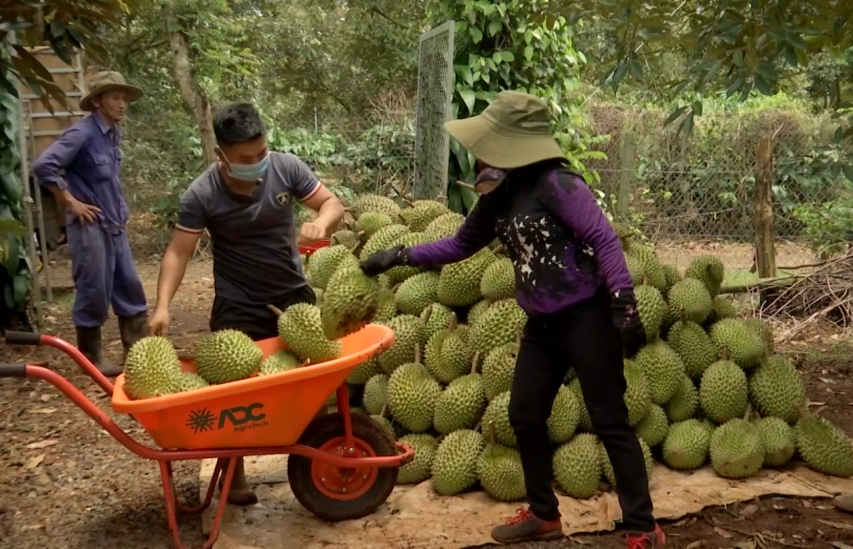 Đắk Lắk đảm bảo tiêu thụ nông sản trong điều kiện dịch COVID-19