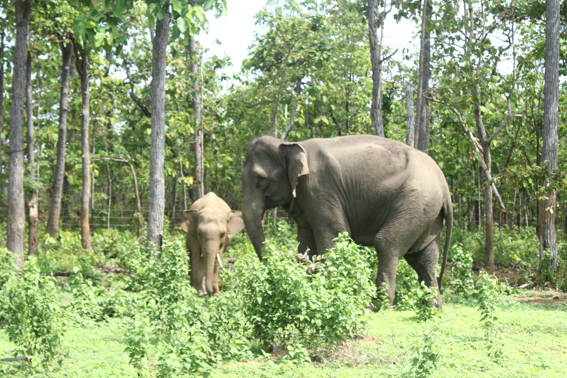 Đắk Lắk ban hành, bổ sung một số chính sách bảo tồn voi