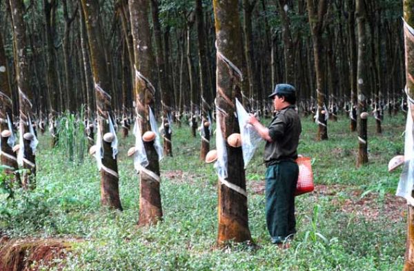 Đề nghị hợp tác hỗ trợ về khoa học công nghệ cao su tại tỉnh Đắk Lắk
