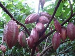Tham mưu đầu tư dự án trồng và phát triển ca cao bền vững tại xã Ia Lốp và xã Ia Rvê, huyện Ea Súp
