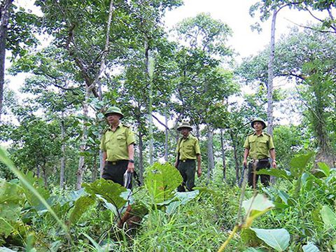 Tăng cường kiểm tra công tác quản lý, bảo vệ rừng, phòng cháy, chữa cháy rừng năm 2022 trên địa bàn tỉnh