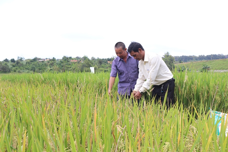 Đầu tư khoa học và chế biến sâu để nâng cao giá trị lúa gạo cho vùng Tây Nguyên