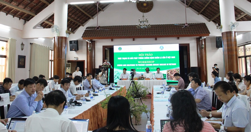 Hội thảo thực trạng và giải pháp phòng chống bệnh khảm lá sắn ở Việt Nam