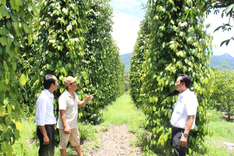 Đắk Lắk dự kiến triển khai chính sách hỗ trợ bảo hiểm nông nghiệp tại 10 huyện và 55 xã