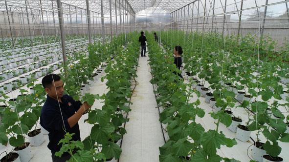 Kế hoạch sản xuất nông nghiệp an toàn, chất lượng và bảo vệ môi trường tỉnh Đắk Lắk giai đoạn 2022 - 2030