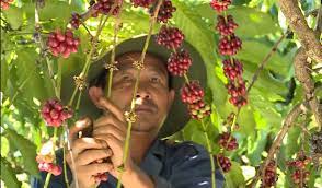 Kế hoạch tổ chức hội thi nhà nông đua tài năm 2023 Chủ đề: Canh tác cà phê thông minh thích ứng với biến đổi khí hậu