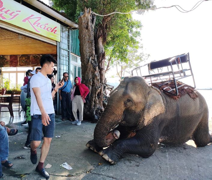 Nghiên cứu tổ chức các hoạt động có sử dụng Voi nhà tại Lễ hội cà phê Buôn Ma Thuột lần thứ 8 năm 2023