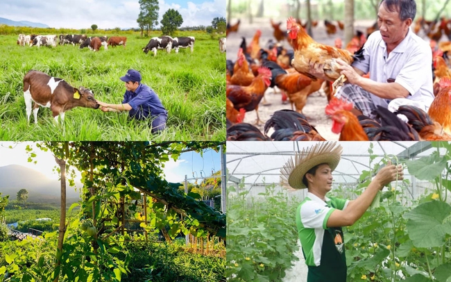 Kế hoạch sơ kết 05 năm thực hiện chính sách khuyến khích phát triển hợp tác, liên kết trong sản xuất và tiêu thụ sản phẩm nông nghiệp