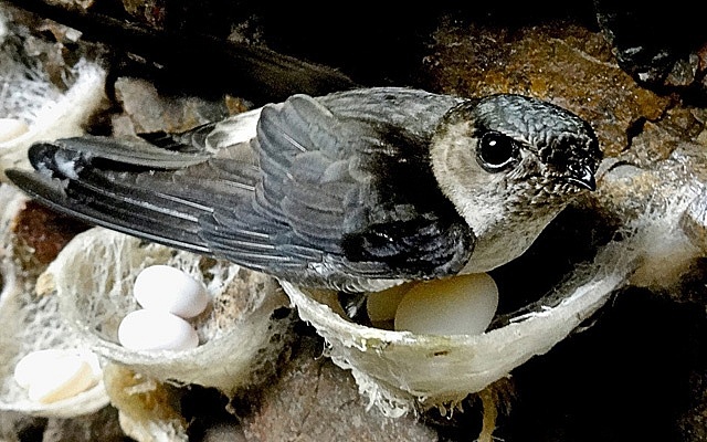 Công điện khẩn tăng cường triển khai các giải pháp ngăn chặn tình trạng săn bắt trái phép, quản lý nuôi chim yến và đẩy mạnh xuất khẩu các sản phẩm tổ yến trên địa bàn tỉnh
